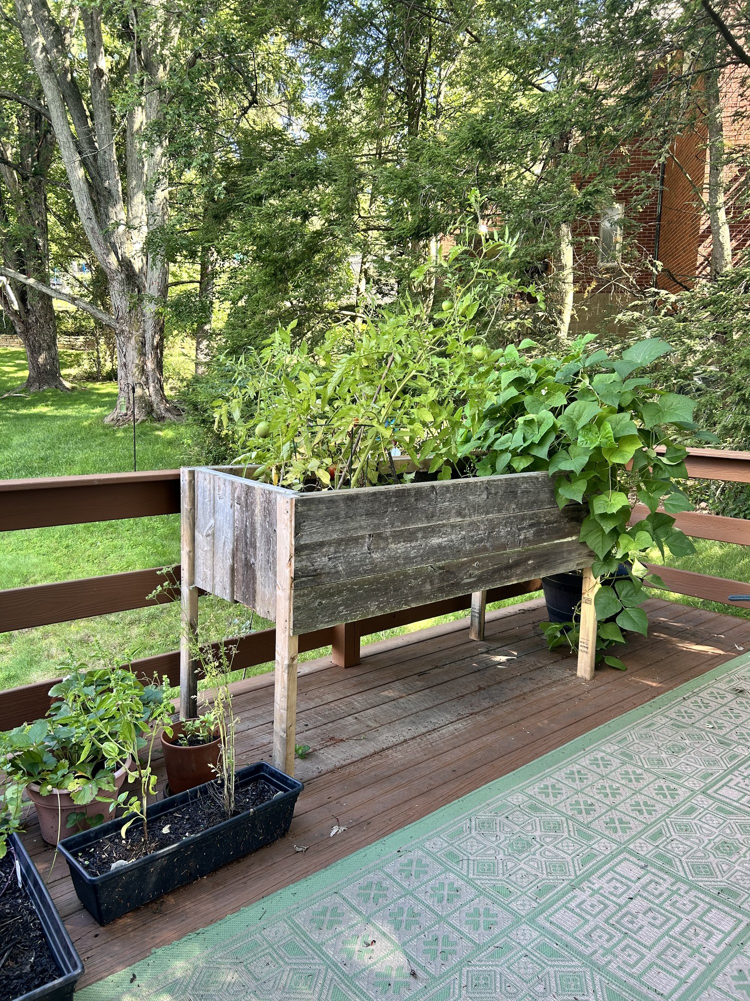 Raised garden beds and tomato plants on a backyard deck
