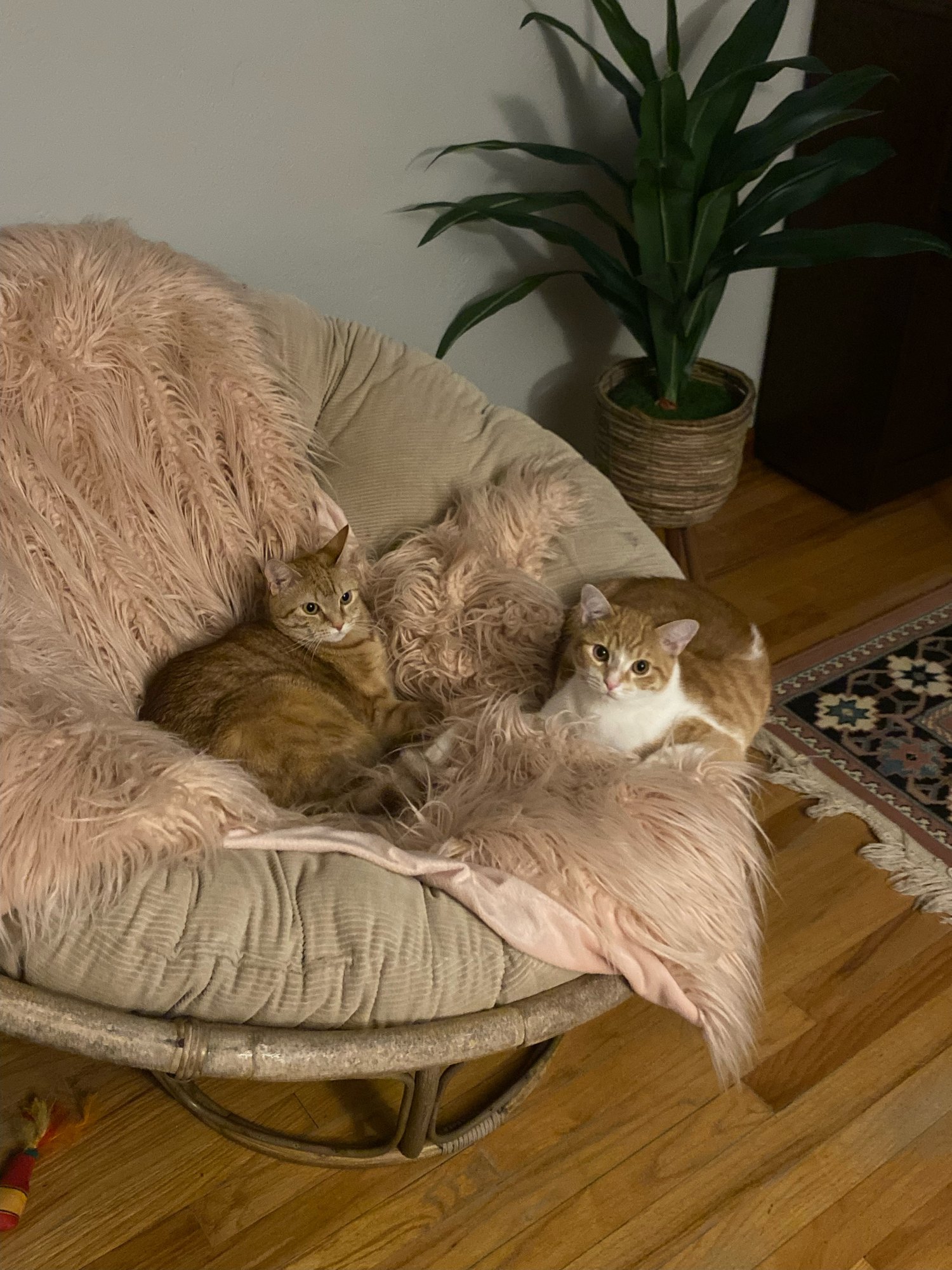 Panini and Rotini, two orange tabby cats, sharing a papasan chair